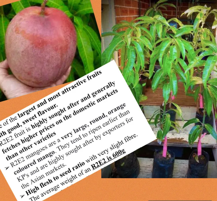 R2E2 Mango Tree in Sydney – Complete Guide to Growing Australia’s Famous Giant Mango