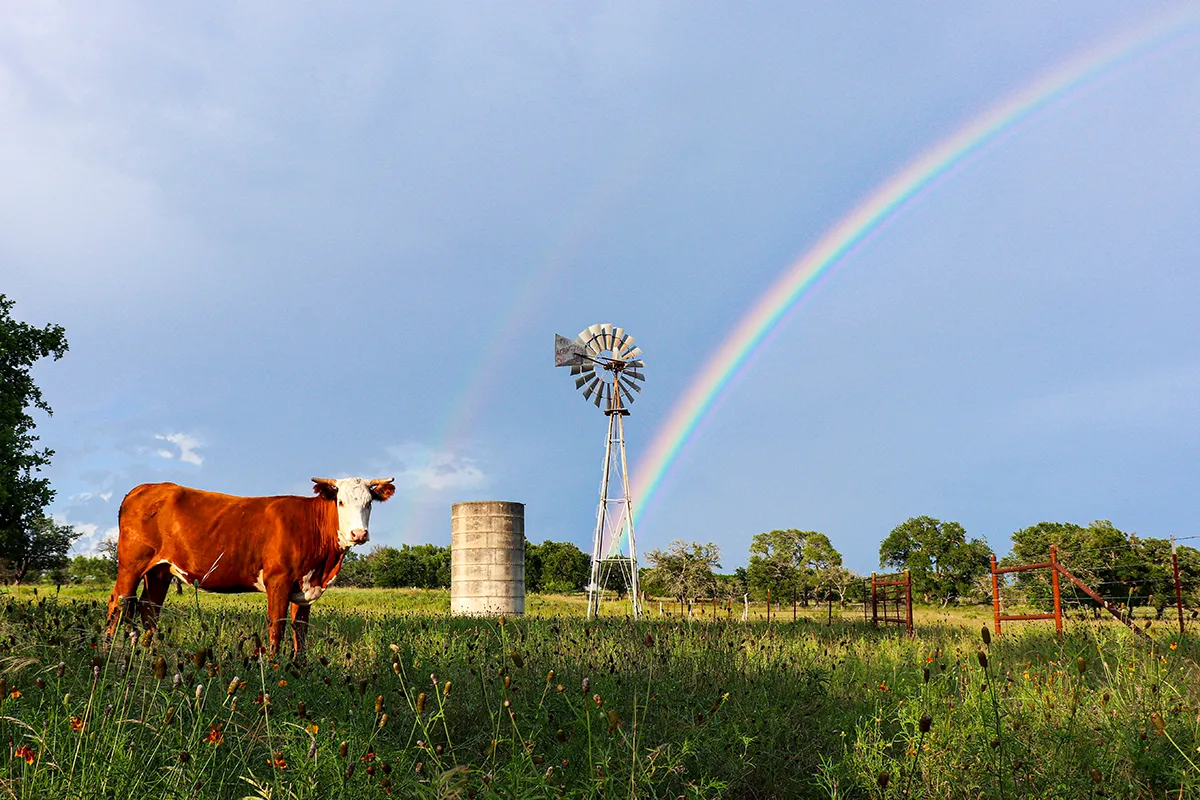 Investing in Rural Opportunity: A Guide to Farms and Ranches in East Texas