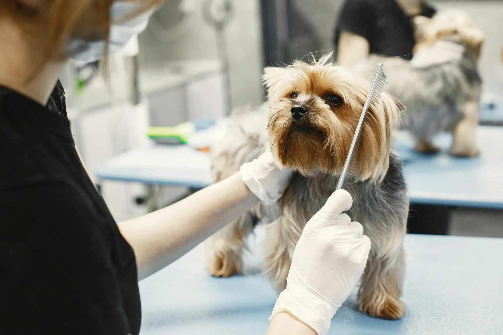 More Than a Bath: The Real Value of Professional Dog Grooming for Your Pup