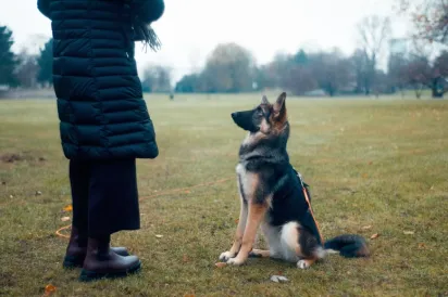 This photo shows a dog sitting in front of a person.