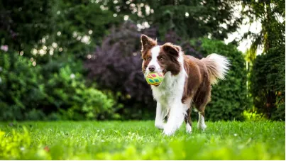 This photo shows a dog running on grass.