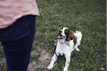 This photo shows a dog sitting on grass.