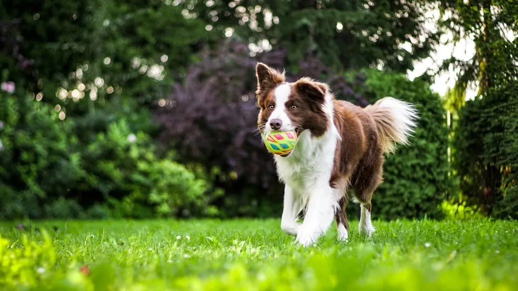 How Professional K9 Training Improves Mental Stimulation and Long-Term Dog Behavior