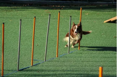 This photo shows a dog running outside.