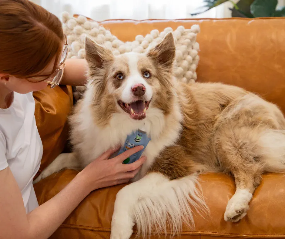 Why Is Yumguard Paste Rica for Dogs Changing Pet Feeding?