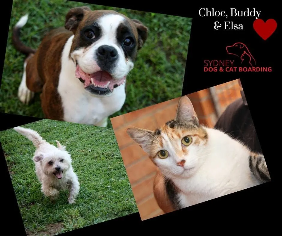 Could A Pet Resort Be The Easier Choice For Both Pets And Owners?