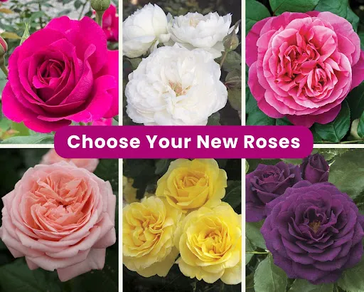 How to Choose the Best Roses for Your East Bay Garden