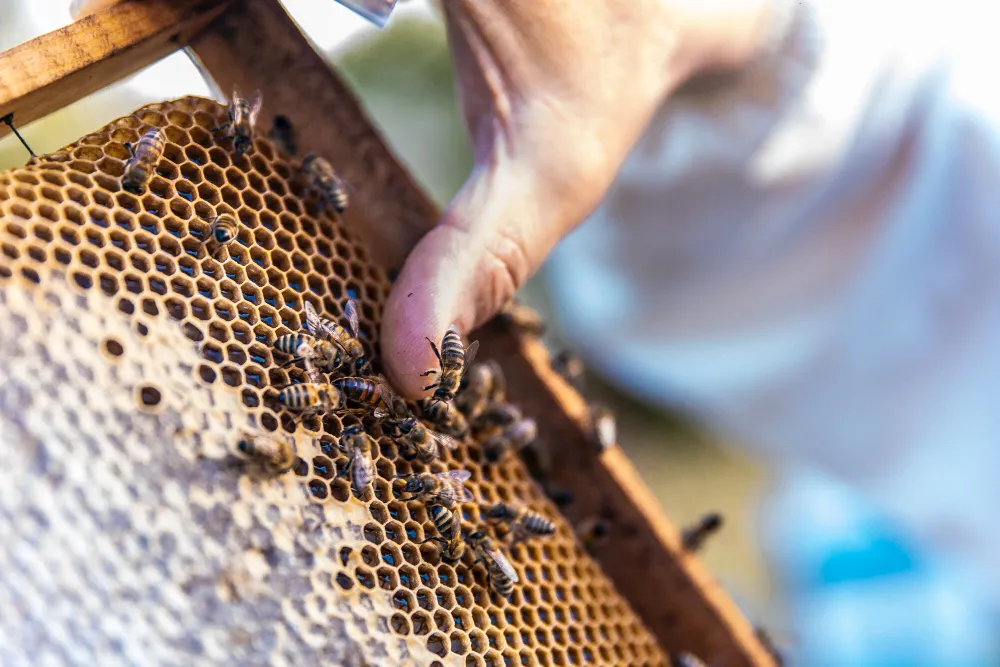Expert Methods of Bee Removal in Katy That Work Wonders