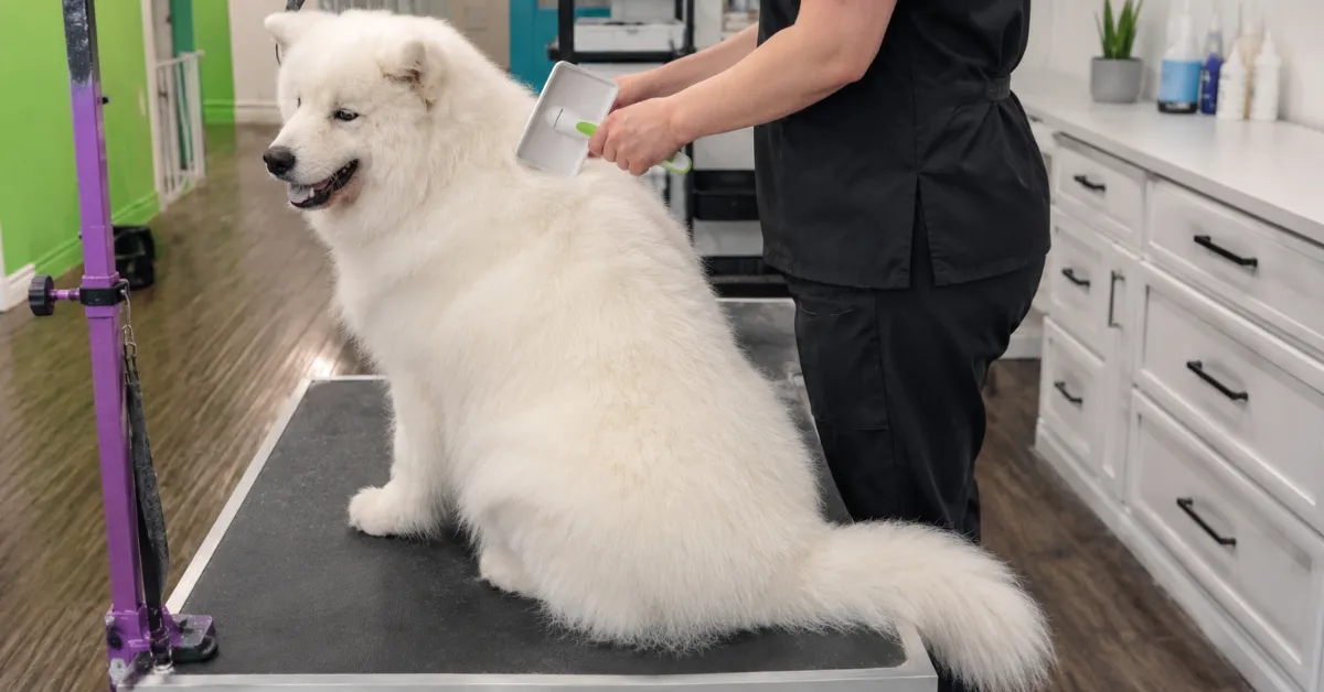 How Often Should You Groom Your Dog?