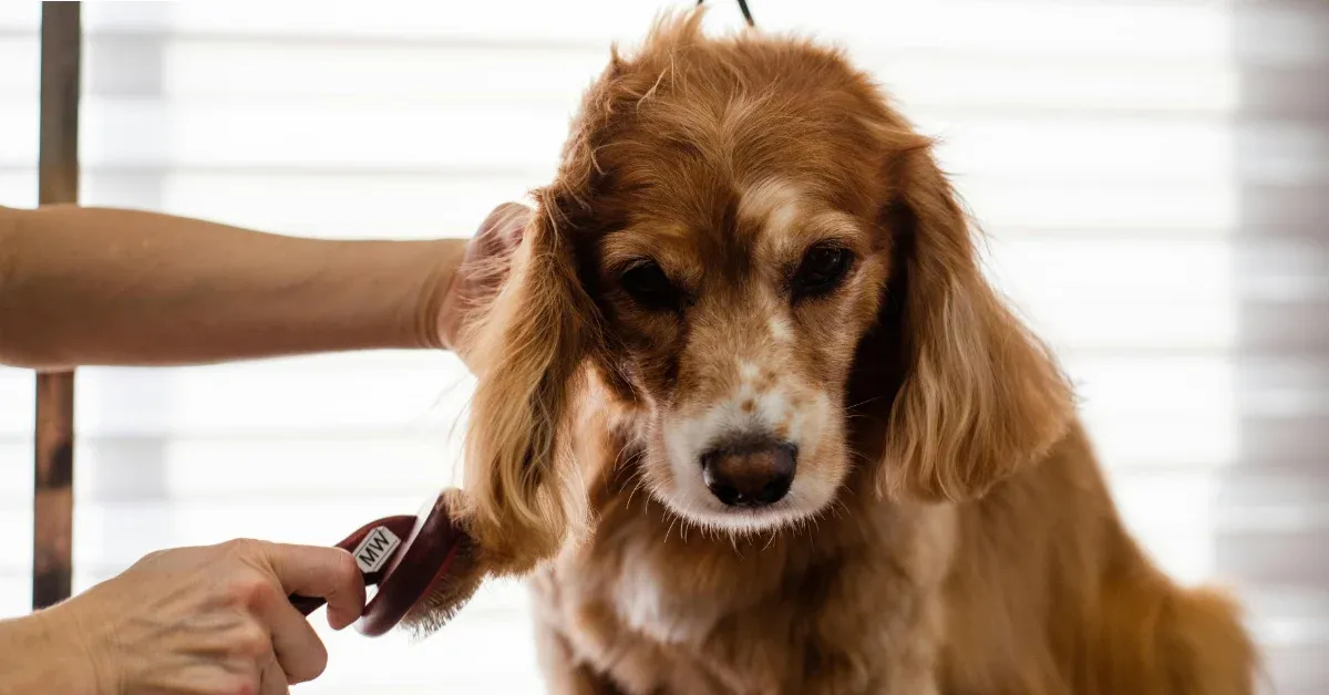 When Should You Start Grooming a Puppy? Guide for Puppy Owners