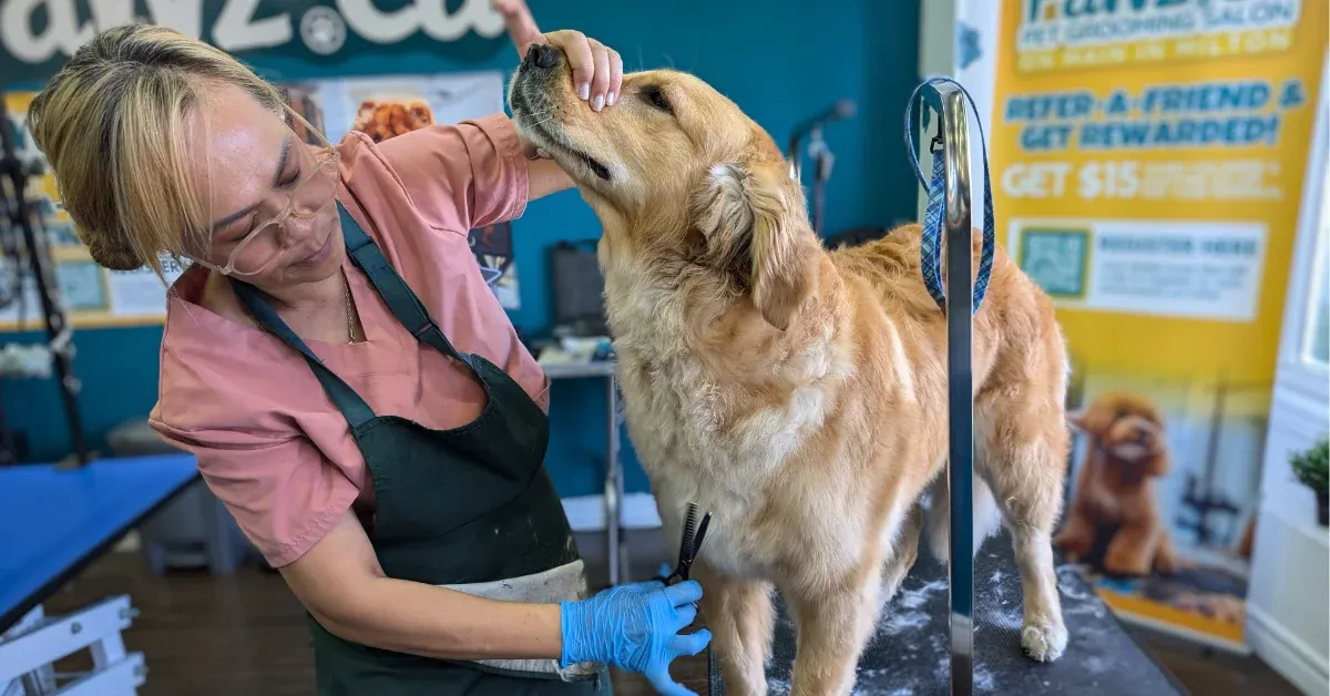 First-Time Dog Grooming Appointment: What to Expect?