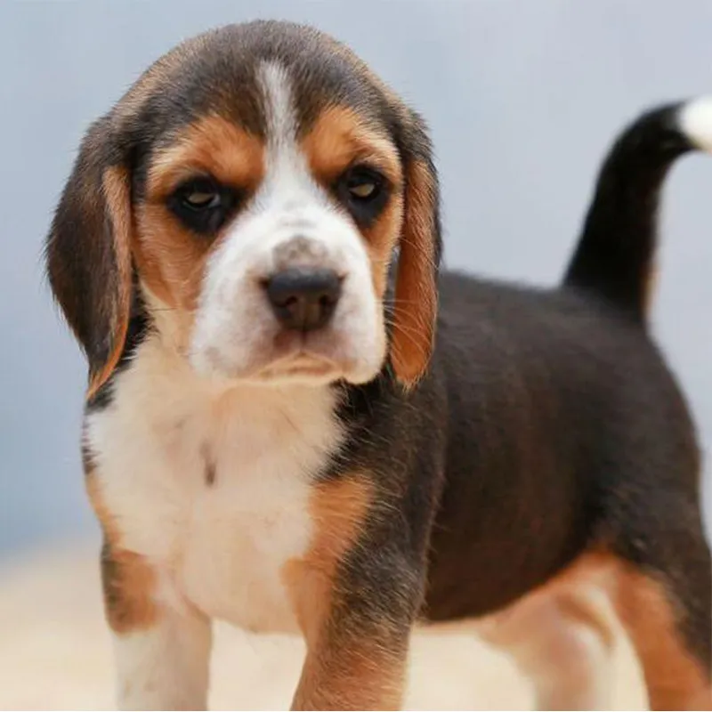 Why Beagles Are Becoming India's Most Loved Family Dogs