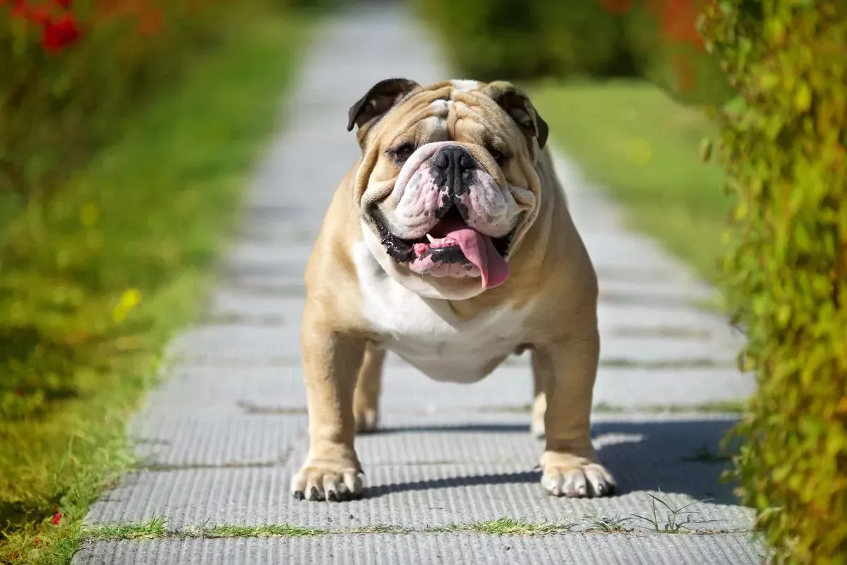 Englisch Bulldoggen kaufen – So treffen Sie die richtige Entscheidung beim Welpenkauf