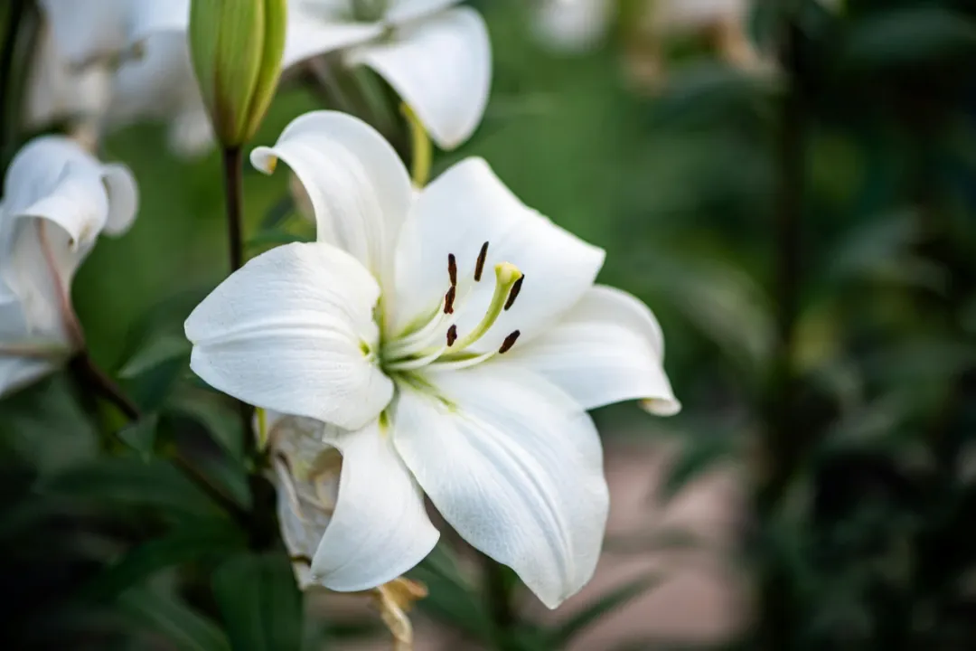 White Lily Flower: Meaning, Symbolism, Types, Care & Cultural Significance