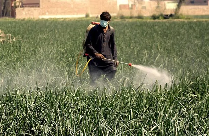 Best Fungicide for Rice Seed: Protecting Crops from Early Diseases