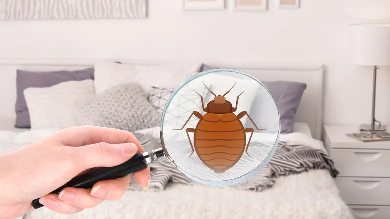 How to Keep Your Bedroom Bed Bug-Free Year-Round
