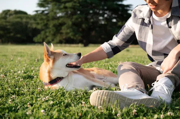 What Makes a Dog Boarding Kennel Safer Than Leaving Your Dog Alone at Home?