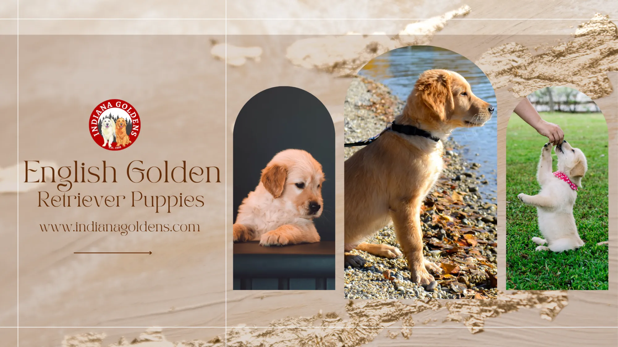 English golden retriever puppies