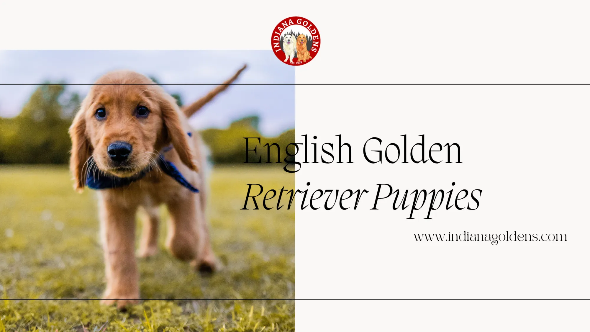 What Should You Know Before Buying English Golden Retriever Puppies?