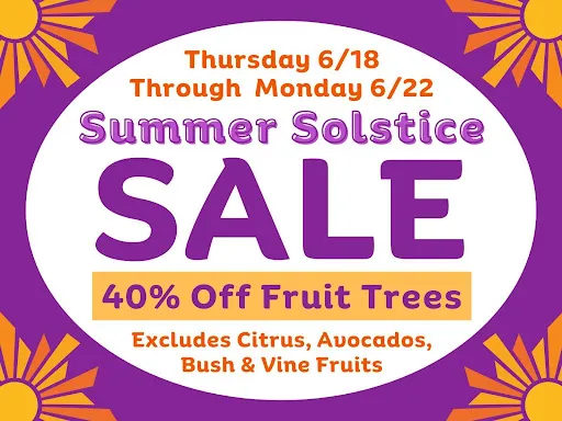 How to Care for Backyard Fruit Trees in Summer: An East Bay Practical Guide