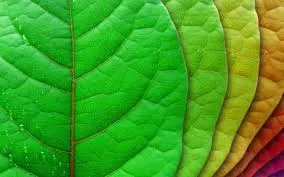 The Importance of Forests: Nature’s Lifeline for a Sustainable Future