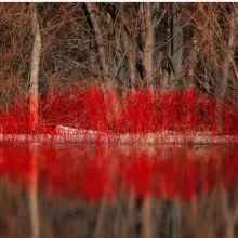 What Are Bare Root Trees and Why Are They Popular?