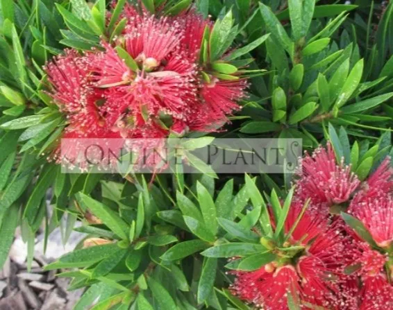 How Bottlebrush Trees Bring Natural Beauty to Australian Gardens