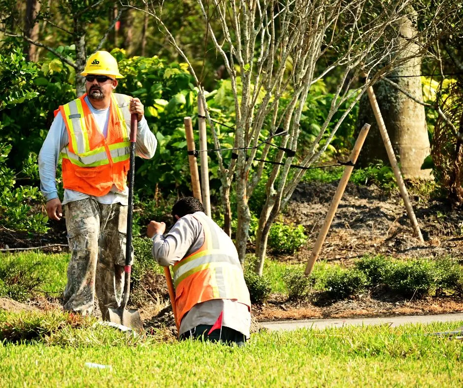 Root Collar Excavation Services: The Hidden Fix for Sick Trees