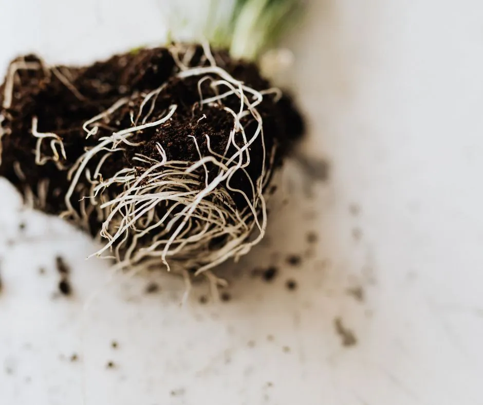 Root Collar Excavation Services: The Hidden Fix for Sick Trees