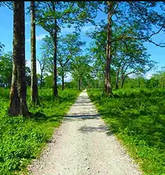 Experience Adventure and Serenity with Dooars Tour Packages from Kolkata