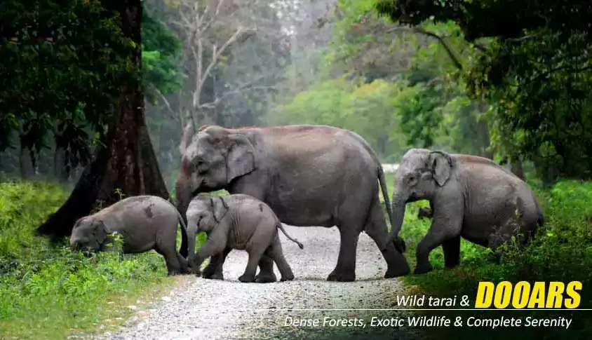 Experience Adventure and Serenity with Dooars Tour Packages from Kolkata