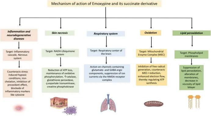 Understanding Emoxypine Dosage Research: Scientific Insights into Dosage, Mechanisms, and Experimental Applications