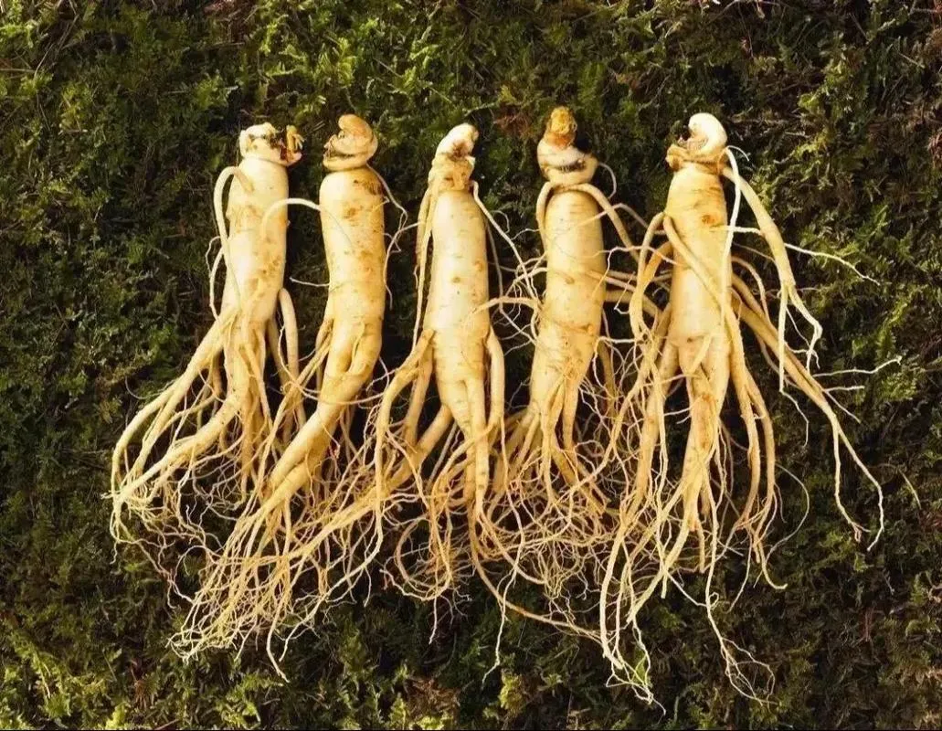 Recommended Traditional Chinese Medicinal Herbs for Replenishing Qi: A Roundup of the Most Effective Ones