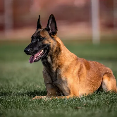 The Benefits of Owning a Protection Dog in Colorado