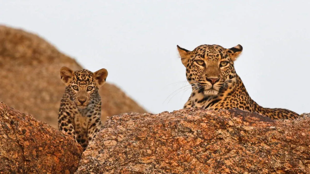 The Truth About Jawai’s Famous Leopard Safari Experience