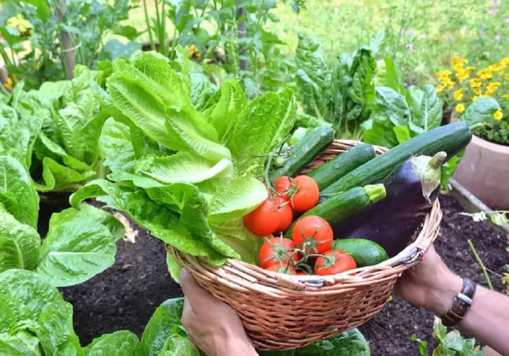 The Easiest Vegetables to Grow at Home in India