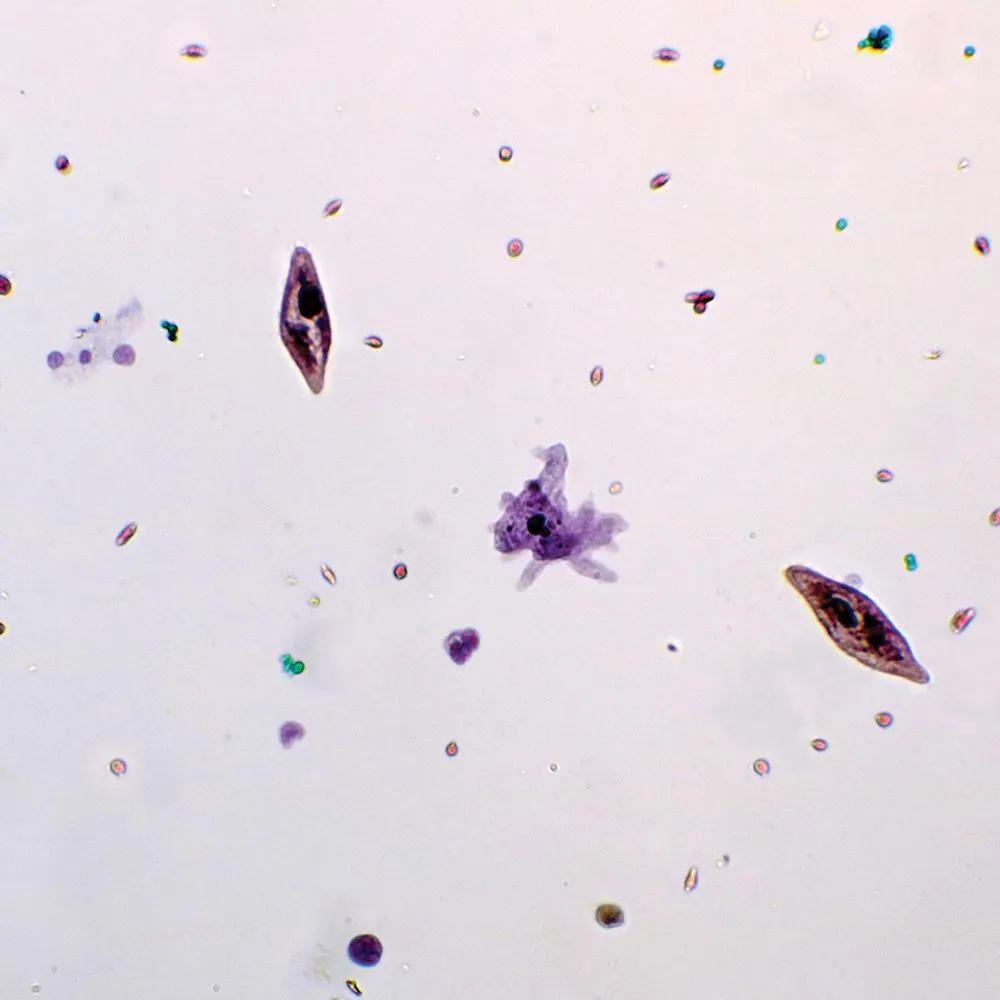 Prepared Microscope Slide Sets for Structured Biological Learning