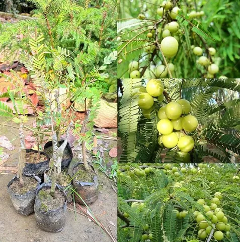 Amla Plant in Sydney – Complete Guide to Growing Indian Gooseberry at Home