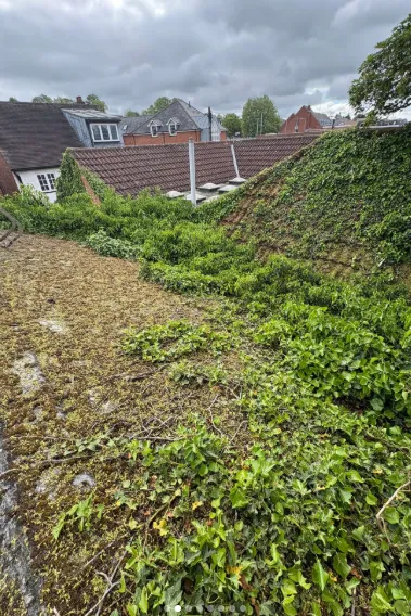 Moss on Roof Removal Why Regular Roof Maintenance Matters