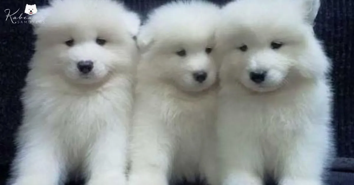 Let Your House Be Filled With Joy & Enthusiasm Through a Samoyed Dog
