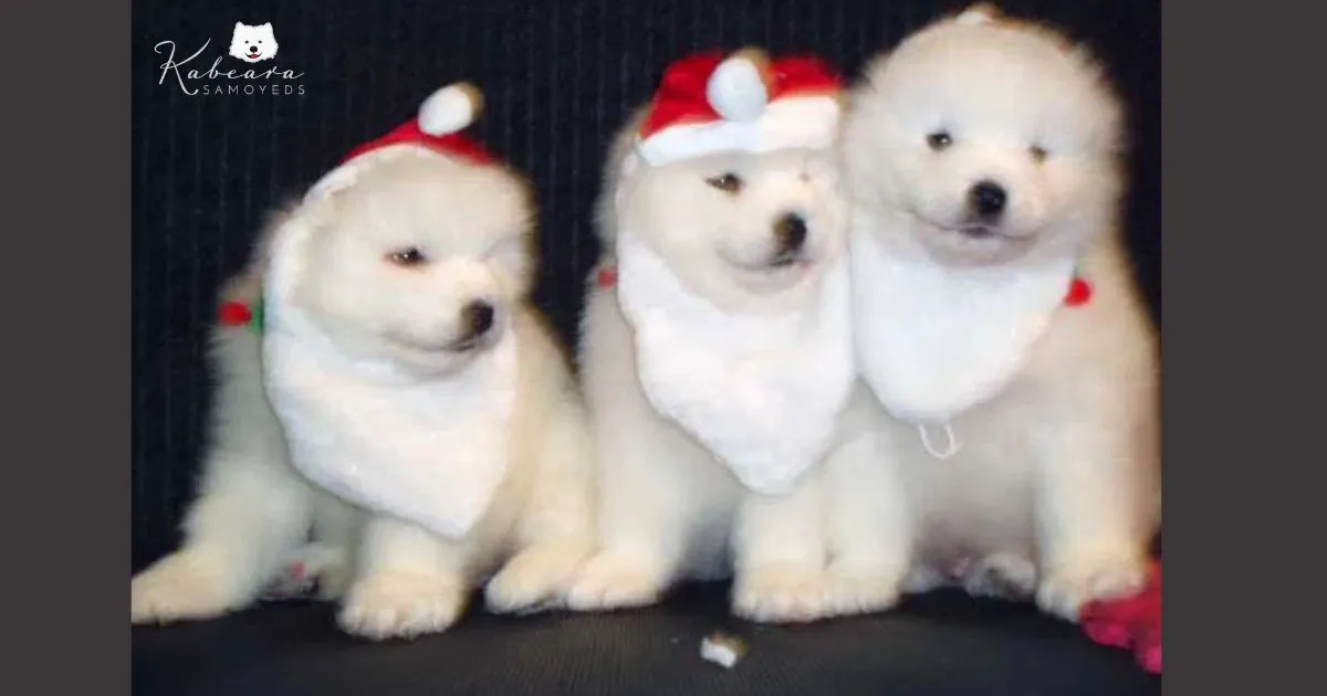 Let Your House Be Filled With Joy & Enthusiasm Through a Samoyed Dog