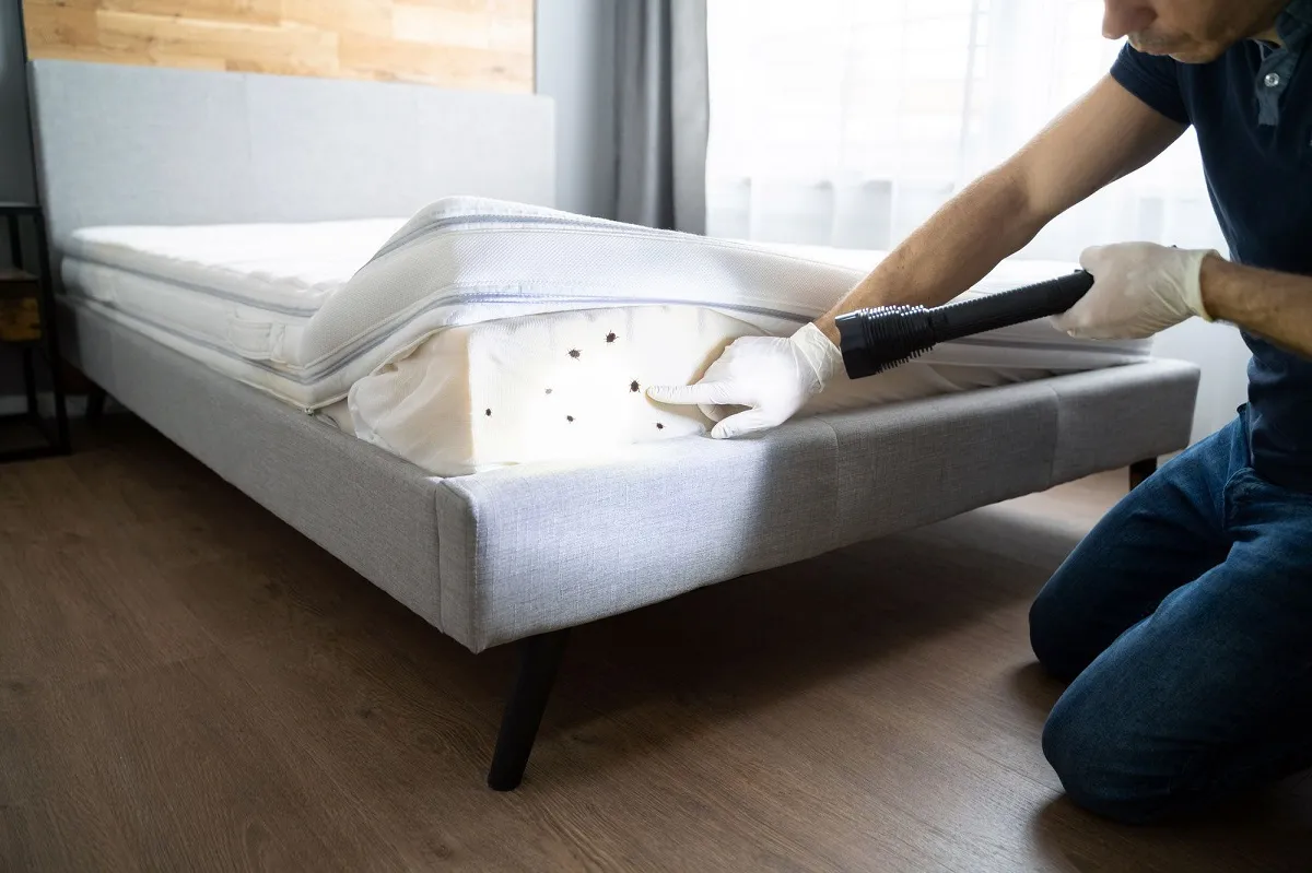 Understanding Effective Bed Bug Management for Homes and Businesses
