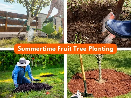 How to Care for Backyard Fruit Trees in Summer: A Practical East Bay Guide