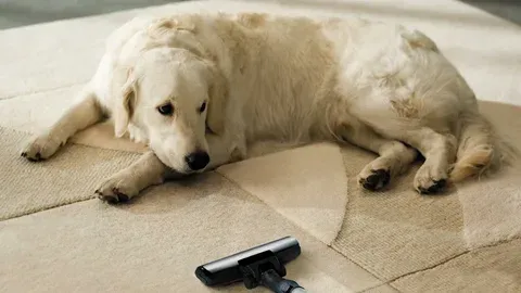 Pet Smell Removal Service Chicago IL: Professional Odor Elimination for Homes & Businesses