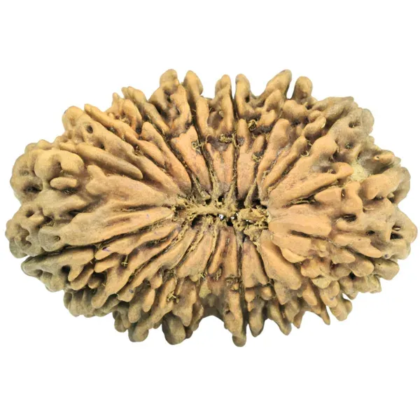 16 Mukhi Rudraksha Meaning and Benefits: Unlock Protection, Confidence and Prosperity