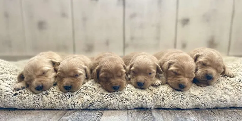 What to Know When Searching for "Goldendoodle Puppies For Sale Near Me"