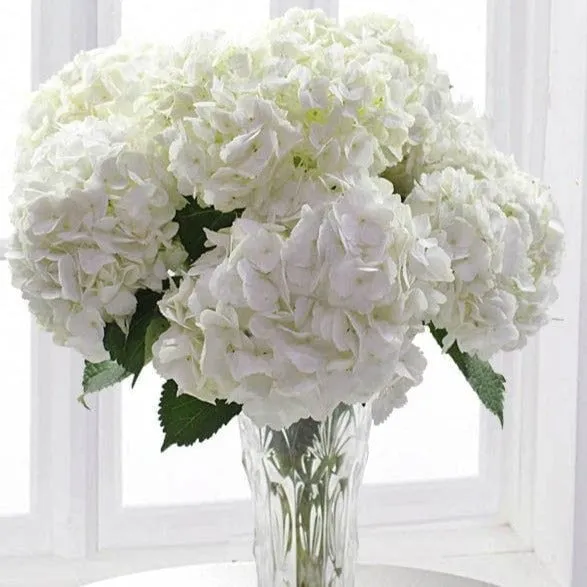 A Seasonal Guide to Fresh Flowers in Toronto
