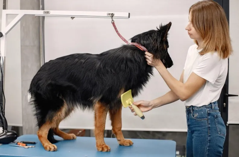 Dog Grooming Tools for Maintaining a Healthy Coat Year-Round