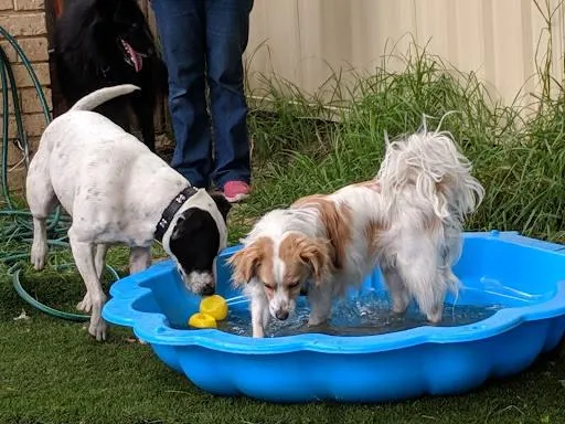 How Dog Daycare Services Keep Pets Happy, Active, and Socialized