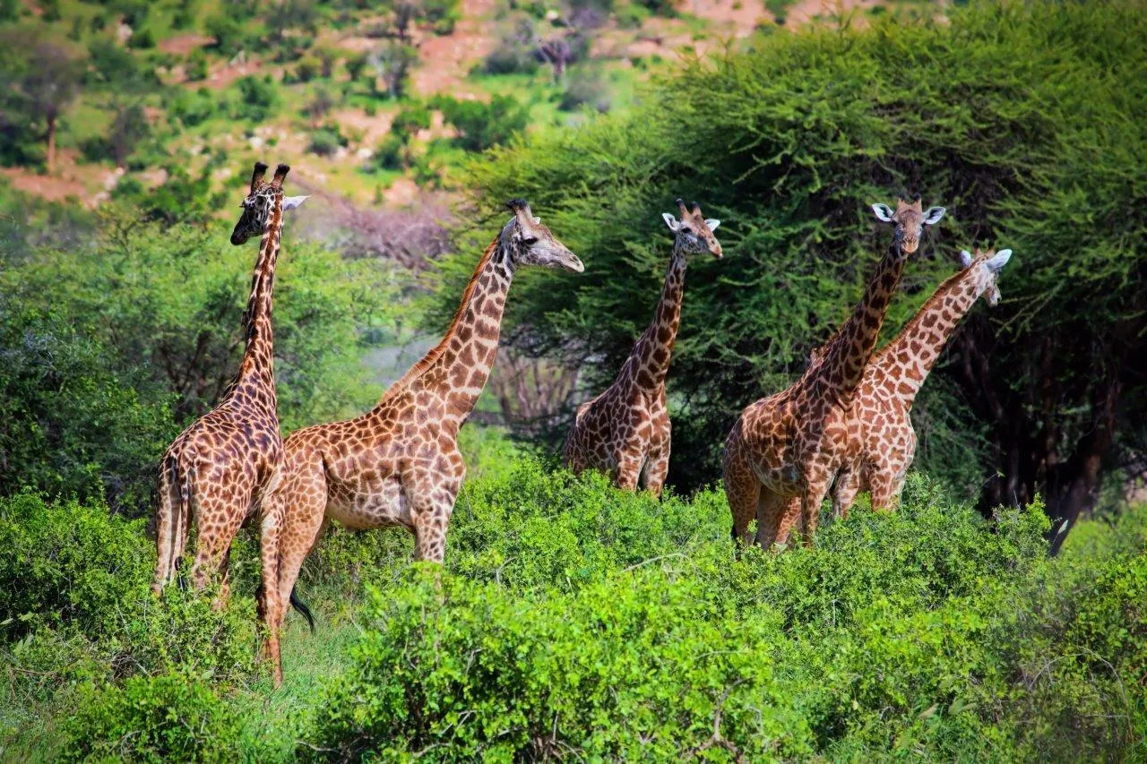 What Wildlife Can You See Near Diani Beach?